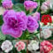 300 pcs Geranien Samen Hängend Mehrjährig, blumen samen plants Geranien Samen - Pelargonium hortorum blumensamen balkon,blumen für balkon blumen balkon bonsai samen blumensamen bienenwiese