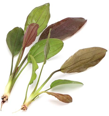 K2AQUA 2 X Echinodorus Rose Amazon Sword Live Aquarium Plant Broad Green Pink Red Leaves Easy Care Low Maintenance Midground Tropical Freshwater Tank Natural Decoration Beginner Friendly