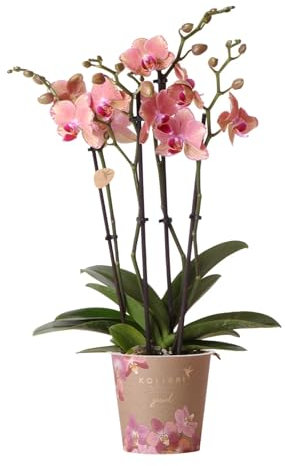 Phalaenopsis Orchidee Orange Rosa - Jewel Pirate Picotee - Topfgröße Ø12cm - Zimmerpflanze