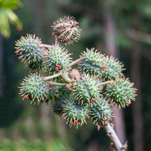 wunderbaum rizinus - wohnzimmer deko terrassenpflanzen minigarten 20samen