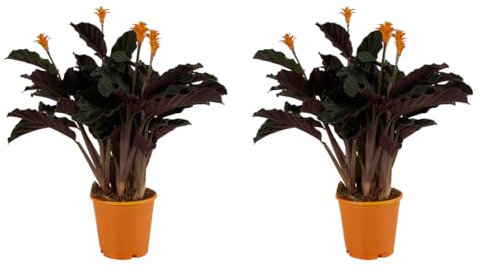 Bloomique - Set de 2 - Calathea crocata - Llama eterna - Planta de interior - Purificadora - Con flor - Fácil de cuidar - Ø14 cm - 40-50 cm