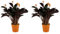 Bloomique - 2er Set - Calathea Crocata - Korbmarante - Zimmerpflanzen - Pflegeleicht - Luftreinigend - Höhe 40-50 cm - Topf 14 cm