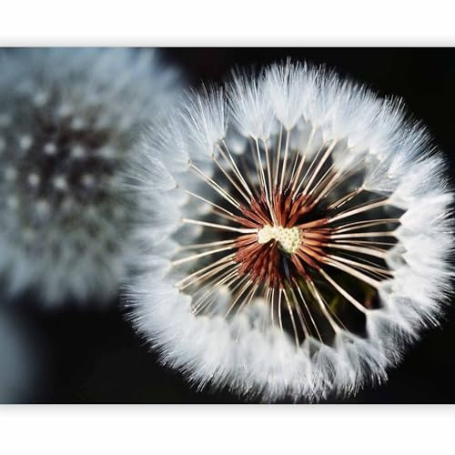 murando - Papier peint panoramique 250x175 cm - Revêtement mural chambre salon - Décoration murale design moderne - Fleurs De Pissenlit Pissenlit Plantes Noires Duveteuses Boule Nature 100406-30