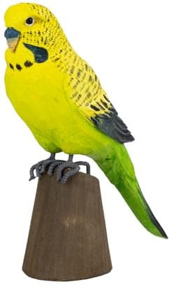 WILDLIFEGARDEN Wildlife Garden WG4810 DecoBird Wellensittich - Handgeschnitzter Dekorative Vogel aus Holz - Australische Vögel