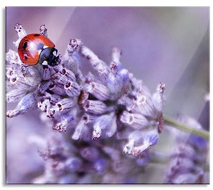 kleiner Marienkäfer auf Lavendel Herdabdeckplatte & Spritzschutz aus Echtglas | Für Herd-Kochfelder | 60x52 cm