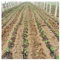1 manguera de riego por goteo de 16 mm con 1 orificio, espacio de 300 mm, for te de frutas, cinta de manguera de goteo for riego de invernadero, sistema de microirrigación, tubería de filtración de 10