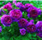 Sumpf frisch 100 Stück Kletterrosen Blumensamen zum Pflanzen von Blau lila