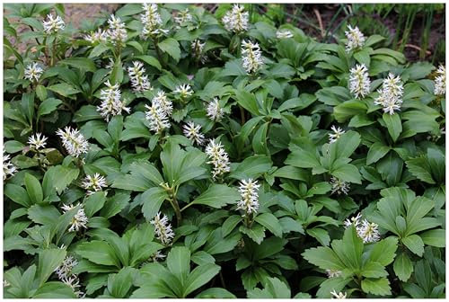 10 x Pachysandra terminalis 'Green Carpet' (Winterhart/Staude/Bodendecker/Mehrjährig/Stauden/Immergrün) Dickmännchen - Pflegeleichtes Grün für schattige Ecken - Laubschlucker - von Stauden Gänge
