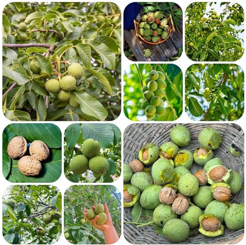 Planta de nogal - semillas Nueces, plantas resistentes para el jardín Plantas de oficina con frutos secos Plantas de balcón resistentes semillas de nuez semillas de plantas semillas de 6pcs