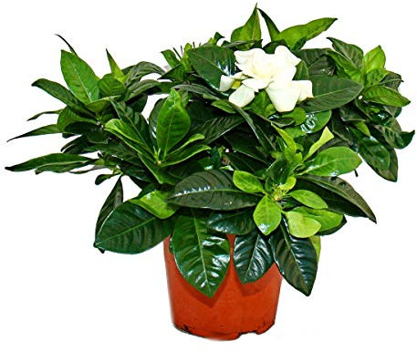 Exotenherz - Gardenie - Duftende Blütenpflanze mit creme-weiß farbenen Blüten, 12cm Topf