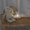 wunderwunsch® - Personalisiertes Nachtlicht für Babys - Individuelle Nachttischlampe für Kinder - Personalisierte Geschenke Kinder - Babygeschenk - Geschenk zur Geburt (Bär Leselampe)
