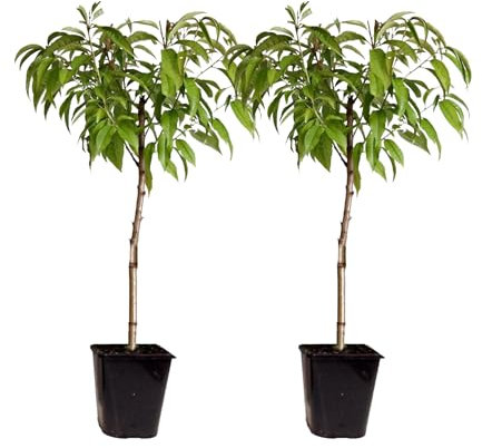Plant in a Box - Pêchers - Mix de 2 - Prunus 'Bonanza', Persica 'Saturne' - Hauteur 60-70cm - Pot 15cm - Arbre Fruitiers Rustique - Rose