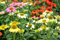 Sonnenhut Mix - Echinacea Purpurea - Mehrjährig - 20 Samen