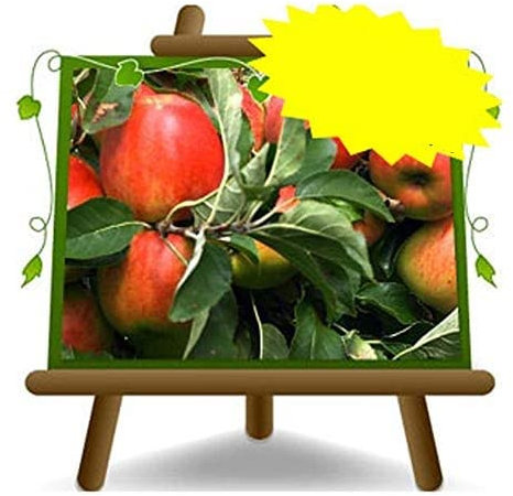 Apfelbaum Schnauze von Bove - Obstpflanze alte Frucht auf Blumentopf 26 Anbau Italien