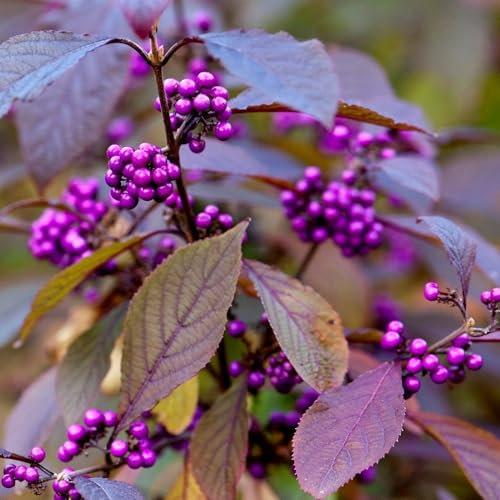 Plant Theory Giraldii Profusion Beauty Berry Callicarpa Bodinieri VAR. Shrub Plant 2L Pot
