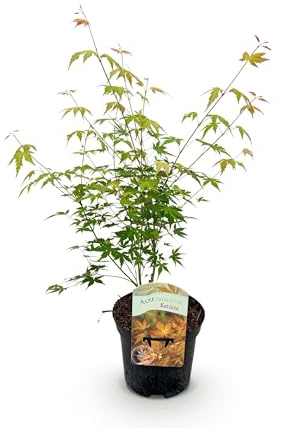 Terrassenpflanze - Japanischer Ahorn - Acer palmatum Katsura - Orange - 1 Pflanze - Laubabwerfend - 60-70cm - Ø25cm - Gartenpflanze