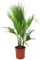 Plant in a Box - Washingtonia Robusta - Palma messicana - Pianta da giardino - Vaso 15cm - Altezza 70-90cm