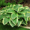 Hosta Wu-La-La, 3 Mehrjährige Hosta Pflanzen, Winterharte Funkein Nacktwurzel Stauden aus Holland (kein Samen, Zwiebeln und nicht künstlich). Perfekt als Bodendecker im Schatten