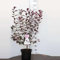 Prunus glandulosa 'Alba Plena' - Prunier à fleurs 'Alba Plena' 30-40 cm en pot