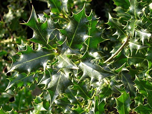 Ilex Aquifolium/Holly In 9 cm Pot : Seeds Only
