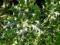 Ilex Aquifolium/Holly In 9 cm Pot : Seeds Only