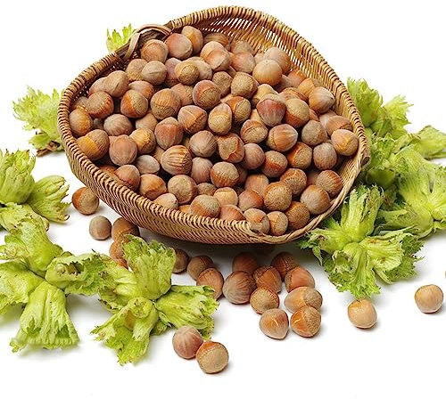80 pcs haselnussstrauch samen - hochbeete für garten winterharte stauden mehrjährig haselnüsse haselnuss haselnussbaum Hazelnut, garten geschenke für männer deko büro steingartenpflanzen
