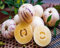 70 semillas de fruta de ginseng