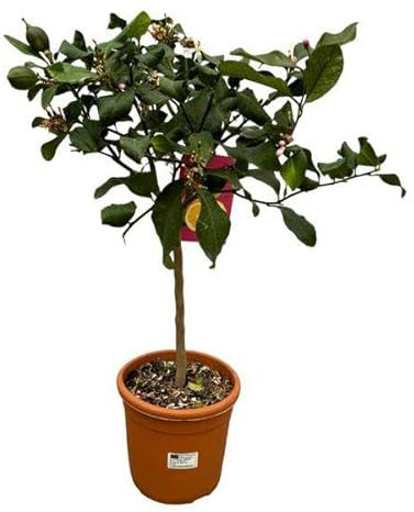 Zitronenbaum - Zitrusfrucht - 80cm - Ø22cm