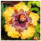 Hibiskus in seltenen Farben, winterharte Staude, hochwertige Zwiebeln. Geeignet für Garten- und Innendekoration, schöne Blumen-1 zwiebel-I