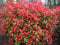 Portal Cool Photinia Pequeño Robin Rojo Piante Foglie Rosse Hardy Arbusti Acquista 3 Obtener P & P gratis