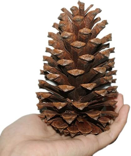 10 piezas de decoración de Navidad de 12 a 15 cm, grandes conos de pino natural, coronas de Navidad, guirnaldas, bodas, Año Nuevo, vacaciones, fiestas, decoración del hogar, ideal para proyectos de