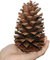 10 piezas de decoración de Navidad de 12 a 15 cm, grandes conos de pino natural, coronas de Navidad, guirnaldas, bodas, Año Nuevo, vacaciones, fiestas, decoración del hogar, ideal para proyectos de