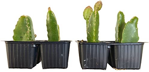 8 TALEE di PITAYA - Piante di 3 anni, FRUTTI A POLPA BIANACA e ROSSA - Il Frutto del Drago - Azienda agricola Carmazzi