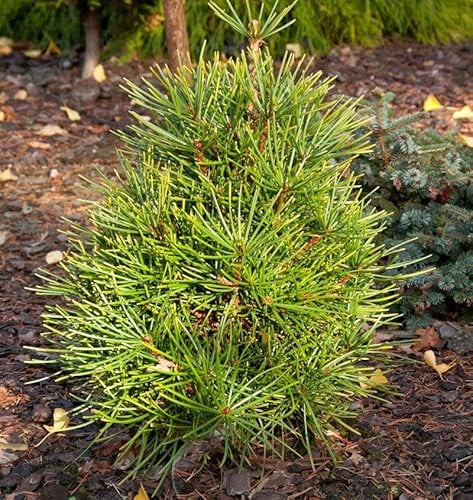 Japanische Schirmtanne Propeller 50-60cm - Sciadopitys verticillata - Gartenpflanze