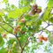 semillas de tomate de árbol tamarillo de frutas jardín de árboles orgánicos plantas verdes de hortalizas Serie de plantas raras frutas exóticas, 80pcs