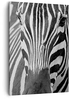 Bilder auf Leinwand Tiere Zebra gestreift Leinwandbild mit Rahmen 50x70cm Wandbilder Dekoration Wohnzimmer Schlafzimmer Küche Deko Groß Wanddeko Bild Wand Kunstdruck Art Wall Decor Canvas PA50x70-2254