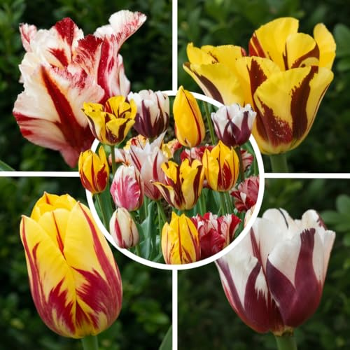 Tulpenzwiebeln Winterhart Mehrjährig 25 Stück - Rembrandt 5 Sorten | Gestreifte und geflammte Blüten im April, große Blumenzwiebeln aus Holland für Garten und Beet, Pflanzzeit im Herbst