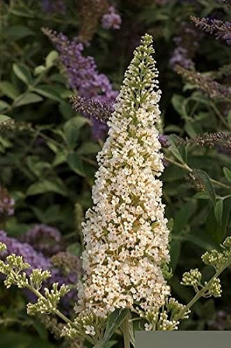 Sommerflieder Reve de Papillon (R) White - Schmetterlingsstrauch - Buddleja davidii Reve de Papillon (R) White - stark duftend