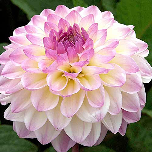 100 Stück Erbstück Dahlien Samen Die Im Freien Gepflanzt Werden Verleihen Dem Garten Farbe Und Haben Dekorativen Wert Schaffen Sie Eine Andere Gartenlandschaft