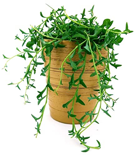 POWERS TO FLOWERS - SENECIO, COLLANA DI PERLE, STRING OF BANANAS, IN VASO CERAMICA ORO, pianta vera