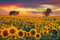 Jigsaw Puzzle Age 14+ for Adults 1000 Piece Sunflowers Jigsaw Puzzles for Children 20 x 28 Inches