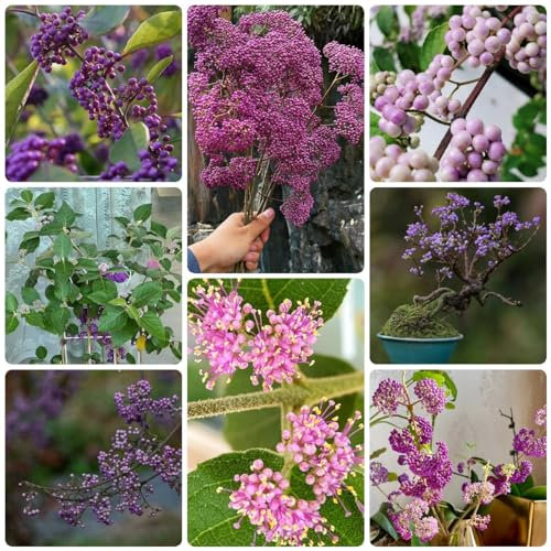 400 Pcs Liebesperlenstrauch Winterhart Samen - Kletterpflanzen Winterhart Schnellwachsend, Kräutergarten Balkon (Callicarpa Bodinieri) Schnellwachsende Sträucher Als Sichtschutz, Indoor