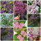 400 Pcs Liebesperlenstrauch Winterhart Samen - Kletterpflanzen Winterhart Schnellwachsend, Kräutergarten Balkon (Callicarpa Bodinieri) Schnellwachsende Sträucher Als Sichtschutz, Indoor