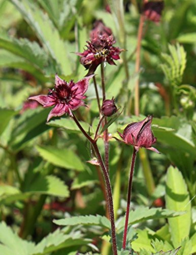 WASSERPFLANZEN WOLFF ° Potentilla palustris -Comarum palustre-Sumpf-Blutauge-Fingerkraut, rot- QUALITÄTSSTAUDE durchwurzelt im 9x9 cm Topf - winterhart - BLUME DES JAHRES 2025