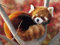 Puzzle Puzzle 1000 Teile roter Panda 1000 Stück Holzpuzzle Lernspielzeug für Familienunterhaltung für Erwachsene und Kinder 75cm*50cm AFuruide