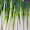 300 pcs porree samen winterhart - lauch samen - gemüsebeet, samen Porreesamen (Allium porrum) garden, seltene samen gemüsepflanzen, hochbeete für garten bio samen, garten geschenke