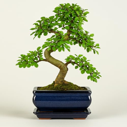Ulmus parvifolia Bonsaï - Orme chinois environ 8-10 ans - Pot de fleurs de 20 cm - Bonsaï d'intérieur facile d'entretien avec bac d'égouttement - Véritable plante - Livraison rapide