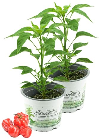 2er Set Chili Scotch Bonnet, Karibik Chili Pflanze aus Nachhaltigem Anbau!
