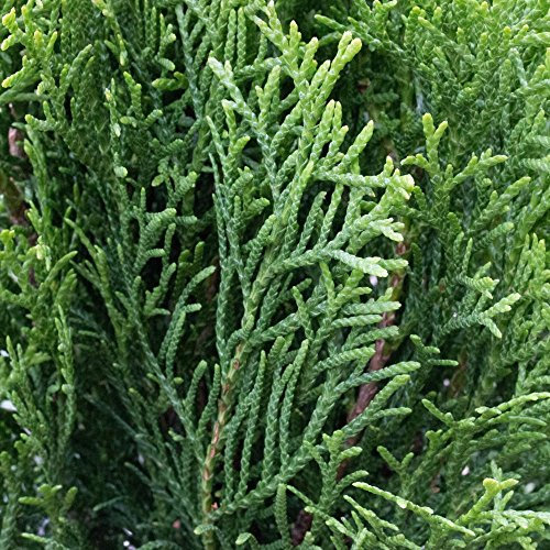Thuja occidentalis 'Smaragd' Compact Evergreen Conifer Garden Plant | 9cm Pots