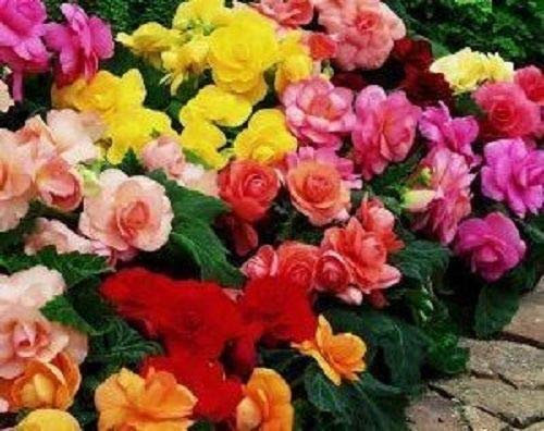 30+Seeds/Pack Gorgeous Begonia Mix Flower Seeds Annual